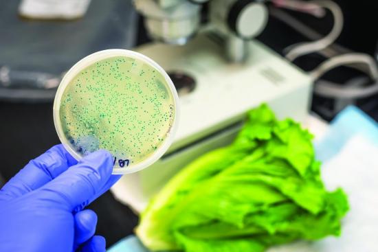 Bacteria Culture