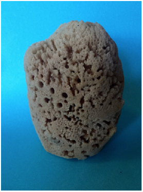 Sponge 