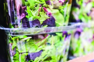 Packaging lettuce 