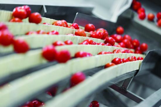Berries on conveyor