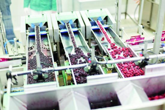 Berries packaging